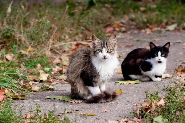 Katzen auf der Straße — Stockfoto