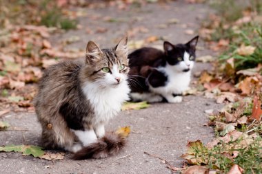 Cats yolu üzerinde