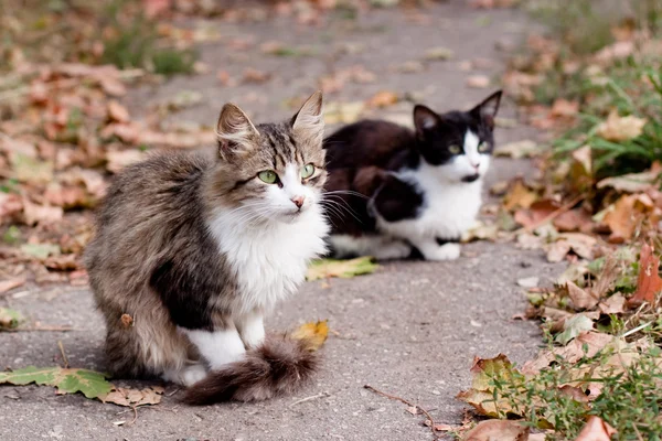 道路上の猫 — ストック写真