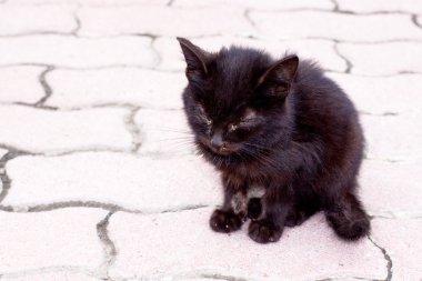 Street kitten clipart