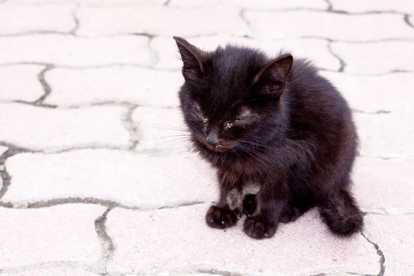 Street kitten — Stock Photo, Image