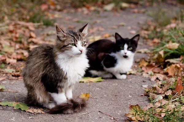 Katzen auf der Straße — Stockfoto