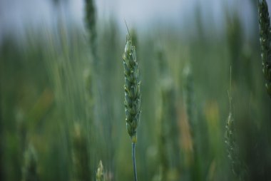 Yeşil spikelet buğday