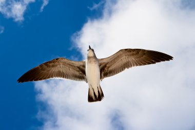 Seagull flying clipart