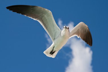 Seagull flying clipart