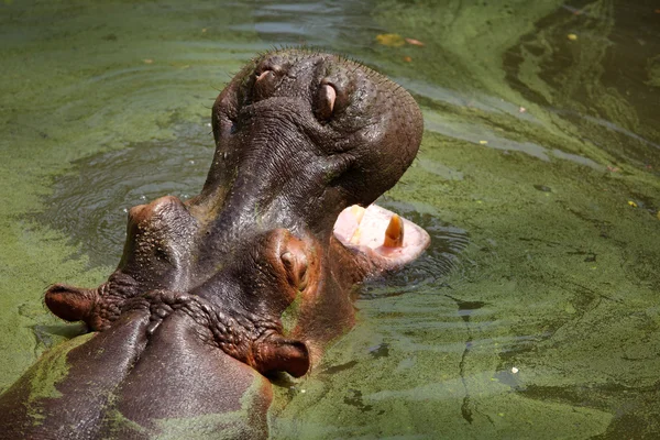 Hipopótamo nadando en río — Foto de Stock