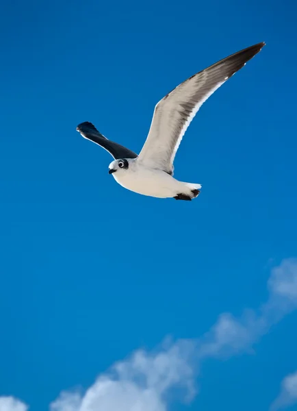 Vliegende zeemeeuw — Stockfoto