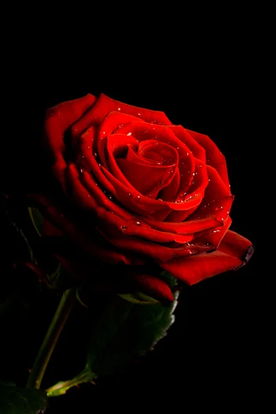 Rudá růže na černém pozadí — Stock fotografie