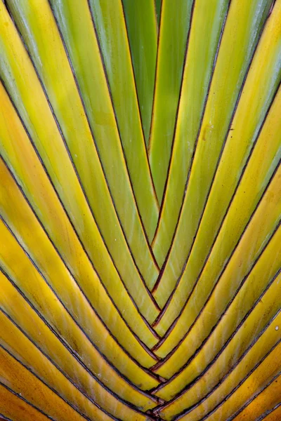 Foglie di palma. Messico — Foto Stock