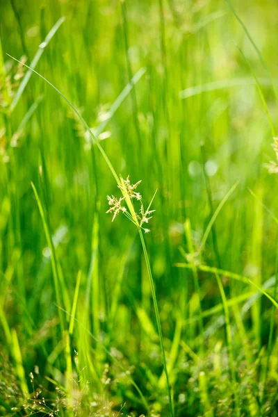 La hierba verde - la profundidad superficial del campo — Foto de Stock