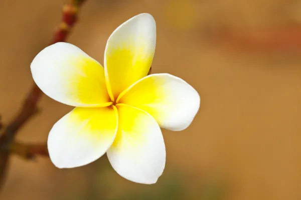 Тропічний квітка frangipani — стокове фото