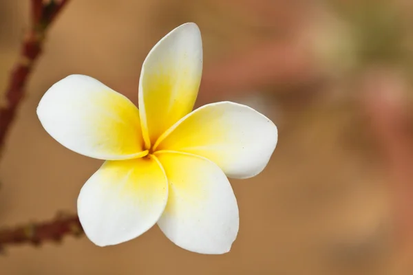 Тропічний квітка frangipani — стокове фото