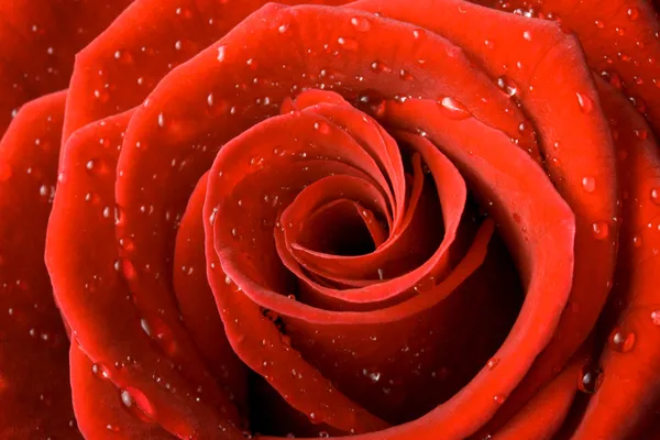Červená růže zblízka s kapkami vody — Stock fotografie