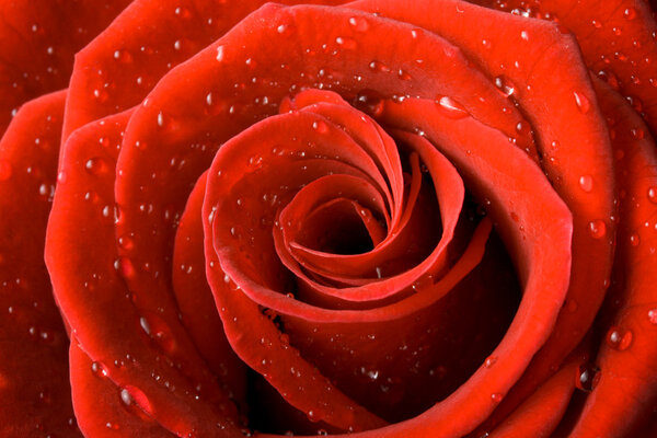 Красная роза рядом с каплями воды