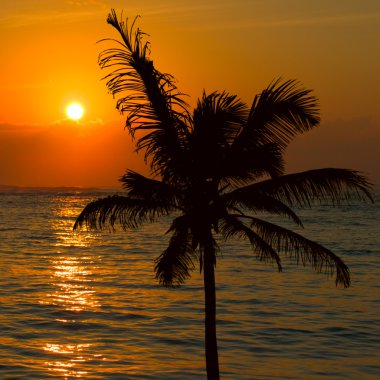 Tropical sunset scene clipart