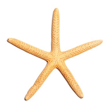 Starfish isolated clipart