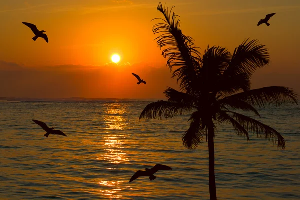 Tropische zonsondergang scène — Stockfoto