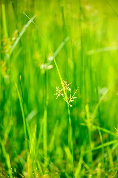 緑の草 - 浅い被写し界深度 — ストック写真