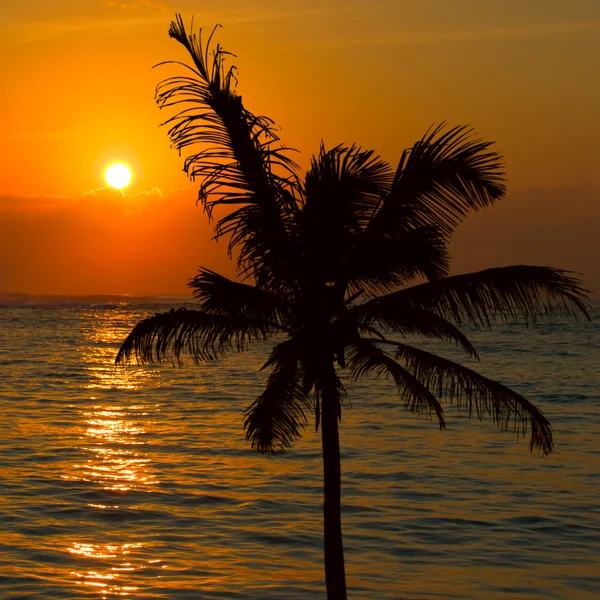 Tropikal günbatımı sahne — Stok fotoğraf