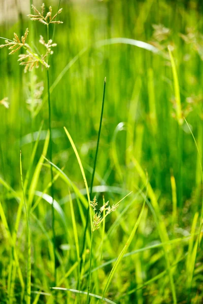 La hierba verde - la profundidad superficial del campo —  Fotos de Stock
