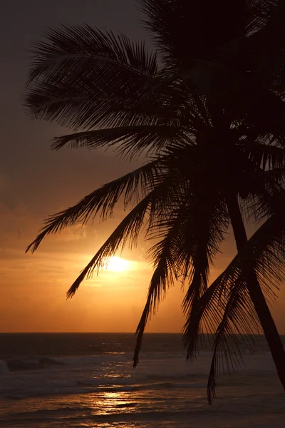 Тропічна сцена заходу сонця з долонями — стокове фото