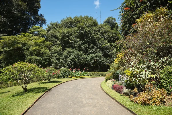 Gehweg im tropischen Garten — Stockfoto