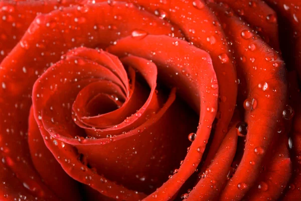 Rosa roja de cerca con gotas de agua — Foto de Stock