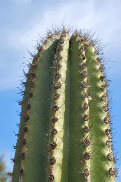 Cactus dans le ciel — Photo