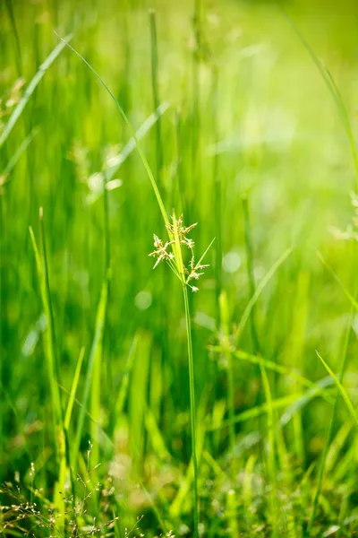 La hierba verde - la profundidad superficial del campo —  Fotos de Stock