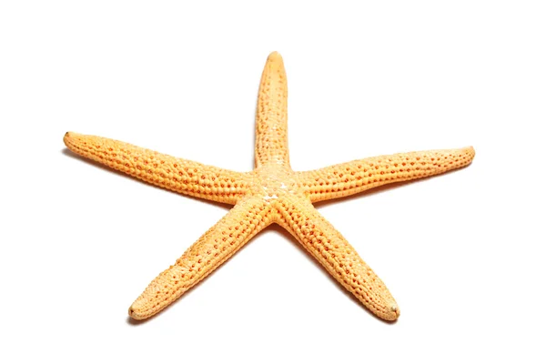 Морська зірка, ізольовані — стокове фото