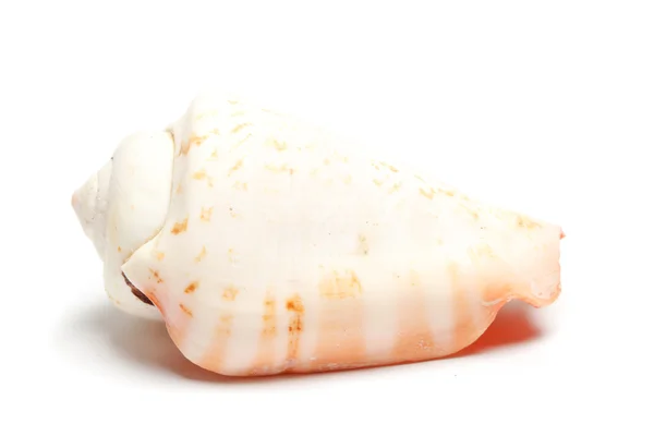 Conch på vit — Stockfoto