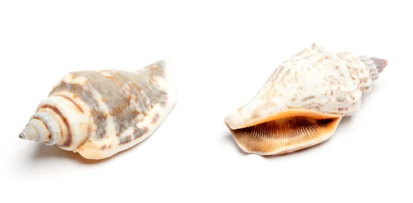 Dvě conches izolovaných na bílém — Stock fotografie