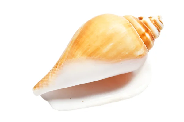 Conch isolerad på vit — Stockfoto
