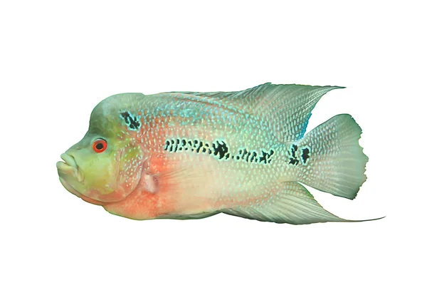 Ryba na białym tle — Zdjęcie stockowe
