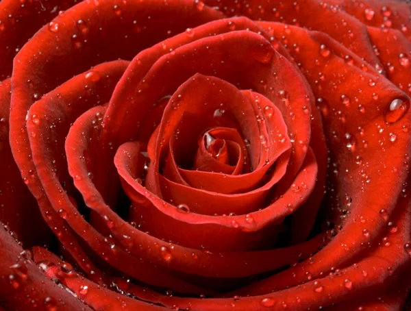 Τριαντάφυλλο κοντινό πλάνο — Φωτογραφία Αρχείου