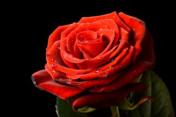 Rode roos met waterdruppels geïsoleerd op bl — Stockfoto