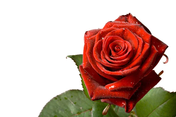 Rosa roja aislada sobre blanco — Foto de Stock