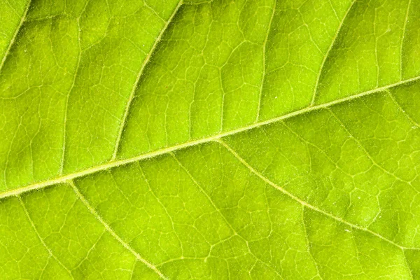 Groen blad van dichtbij — Stockfoto