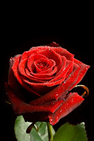 Червона троянда з краплями води на чорному ба — стокове фото