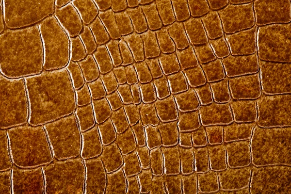 stock image Crocodile skin texture