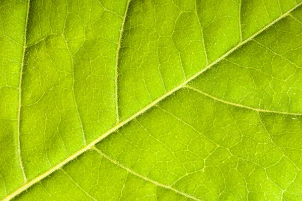 Grünes Blatt aus nächster Nähe — Stockfoto