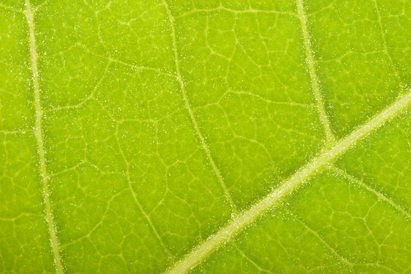 Grünes Blatt aus nächster Nähe — Stockfoto