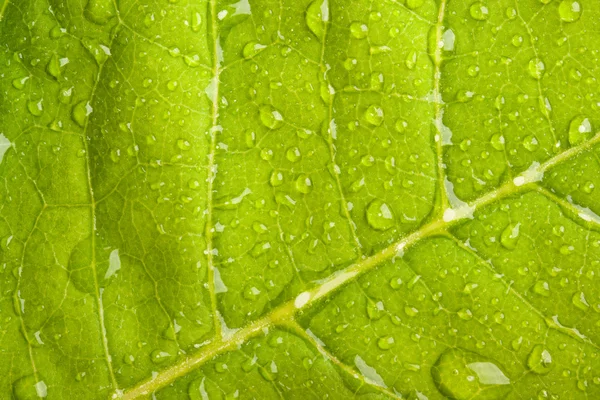 Foglia verde con goccioline d'acqua — Foto Stock