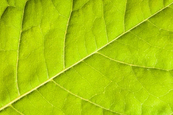 Folha verde perto — Fotografia de Stock
