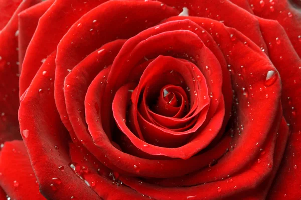 Rosa roja de cerca — Foto de Stock