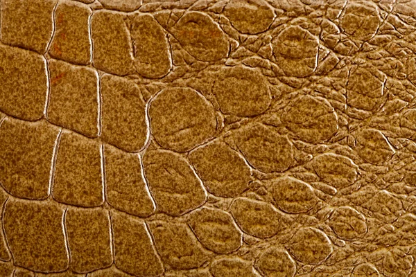 stock image Crocodile skin texture