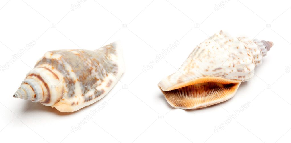 Two conches isolated on white