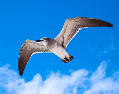 Seagull flying clipart