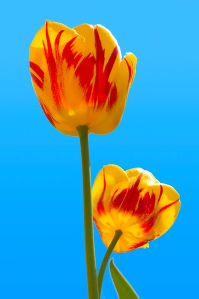 Two tulips in sky — Stock Photo, Image