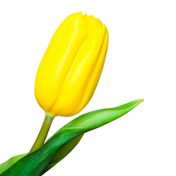 Stock image Yellow tulip isolated